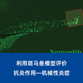 抗炎作用—机械性炎症...