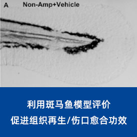 促进组织再生...