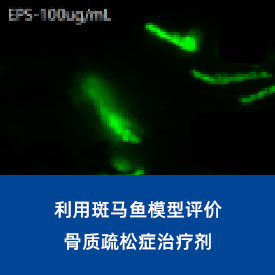 骨质疏松症治疗剂...