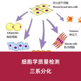 三系分化...