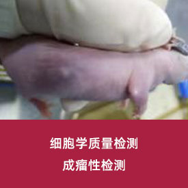 成瘤性检测